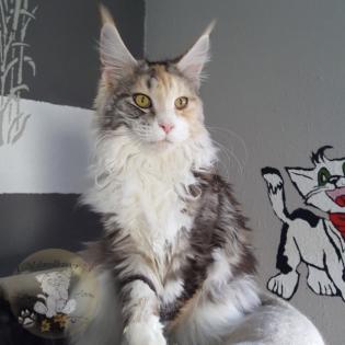 Tolles Maine Coon Mädchen