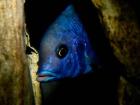 Cyrtocara Moorii Malawi - Delfinbuntbarsche