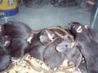 13 schwarze Rattenjunge abzugeben