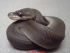 Www. Aqua-Andy. de verkaufe Python regius Boa con. imp. albino u. viele Nattern